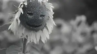 Песня О Хорошем Настроении(depressive new wave 80`s) AI Version