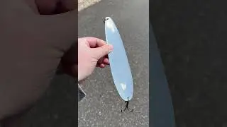 That chrome Nichols Ben Parker Magnum Flutter Spoon hits different! Go catch some striped bass!