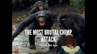 The Brutal Attack of Travis the Chimp