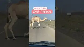 1 week Oman roadtrip itinerary 🇴🇲