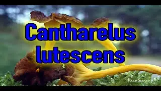 🔵 Cantharelus lutescens (gula de monte) buen comestible RESUBIDA