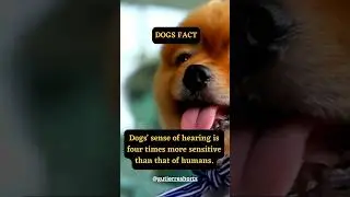 Canine Ears Unleashed: Unlocking the Power of Super Hearing 👇#shorts