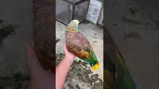 The Amazona Guildingi National bird of St.Vincent and the Grenadines