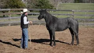 7. Gentling A Wild Horse - Blue Moon - Introduction To Lunging