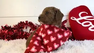 Ford UPDATE - Micro Goldendoodle - Family Bred Puppies