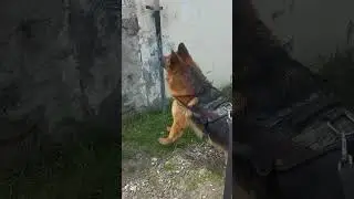👉germanshepherd #germandogs #germanshepherdpuppy #germansheperds #germandogs #germanshowline