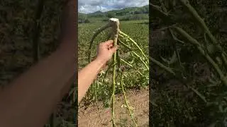 r&eacute;colte de fleur de CBD dans le Var