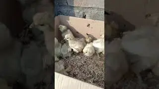 White Silky chicks for sale contact number 03214750177