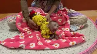 Full video adorable monkey Rojo