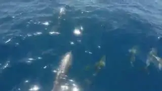 Majestic Dolphins/GoPro/Hero 4 Silver/Tenerife