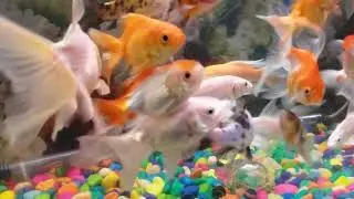 My Simple decorated fish tank and colorful fish at home