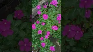 The Powerful Anti-Cancer And The Legendary Medicinal Flower Plant #Catharanthus Roseus #shorts