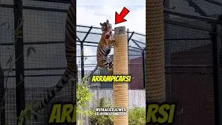 Se una TIGRE ti INSEGUE,non ARRAMPICARTI😱🐅 #shorts