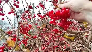 🌿✅СЕКРЕТЫ КАЛИНЫ ДЛЯ ЗДОРОВЬЯ