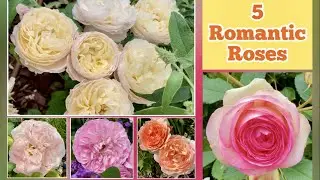 🔴Top 5 Romantic Roses