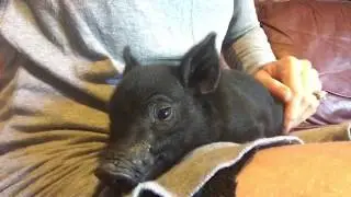 Boris the boar the one and only! ❤️