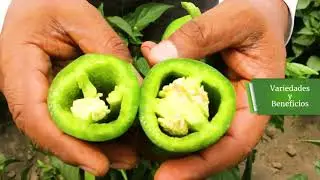 Seminis M&eacute;xico | Producci&oacute;n Brandvoicer