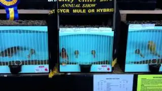 Best CYCR Mule or Hybrid Capital & Valley Cities 2013 Show