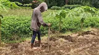SMART FARMERS&rsquo; TRICK: MAKE CORN PLANTING HOLES FAST WITH SIMPLE TOOLS! - Agriculture Farming