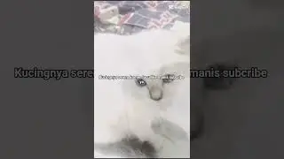 #sukakucing