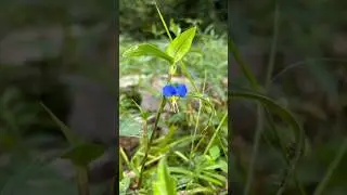 つゆ草咲くおりひめサロン💖