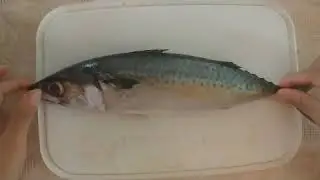 Caracter&iacute;sticas Morfol&oacute;gicas del Pez Caballa (Scomber scombrus)