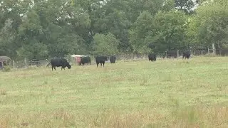 Shortages and monopolies increase price of beef