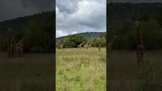 Girraffe view at Akagera National park in Rwanda