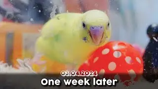 One week later ★ 一週間後