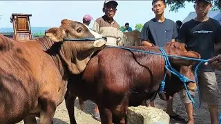 9 juta !! Pegon Super Calon Jumbo Jadi Tontonan !! Rame Pembeli !! Pasar Sapi Kerek 