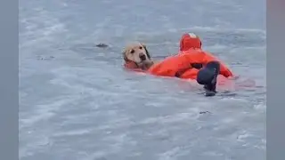 Firefighters rescue dog from icy pond in Rhode Island