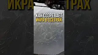 Как созревает икра в осетрах. #иваносетр #рыбалка #ферма