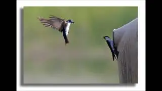 Soaring Swallows