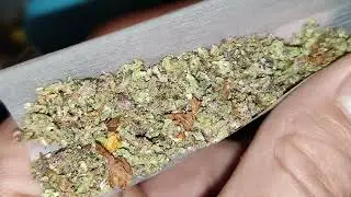 Cali Gelonade strain with haze 