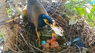 “Heartwarming Moment Common Myna Feeding Its Tiny Chicks in the Nest” 🐦🪺
