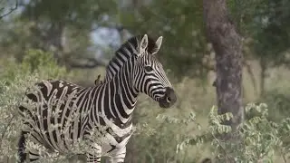 World Wildlife Day: New livestreams encourage us to keep an eye on reserves