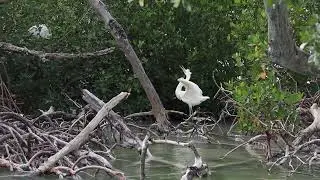 Mating Call of Great White Heron