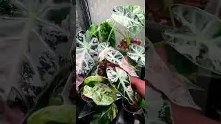 Pretty Pink Alocasia Bambino Variegated Plants 💖🪴 | shop rare house plants: plantlifelex.com 🪴📦
