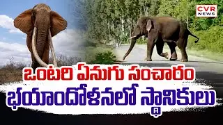 ఒంటరి ఏనుగు సంచారం భయాందోళనలో స్థానికులు | Tirupati,Highway | CVR News