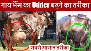 गाय भैंस का Udder बढ़ने का सबसे आसन तरीका | Udder ka size Dubal Karne Ka Formula👌