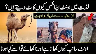 Interesting Facts of Camel In Urdu Hindi