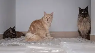 Bubble wrap challenge.