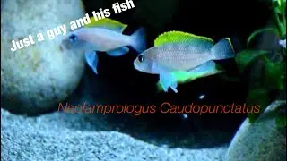 Shell dwellers : Neolamprologus Caudopunctatus spawning update