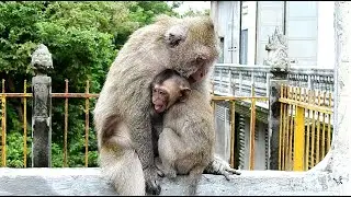 Appetite Baby monkey Joe is insisting for milk for mom with pitiful sound