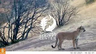 Critter Cam: Best of Wildlife at Sugarloaf Ridge State Park