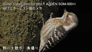 野川を散歩　鳥撮り 20250317　SONY Cyber-shot RX10IV + AZDEN SGM-990+i　MFTミラーレス一眼カメラ