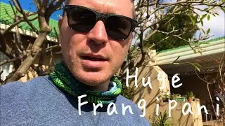 Massive Frangipani/Plumeria gets a hard winter trim