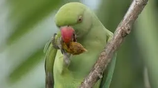 Ring-necked Parakeet - Eating