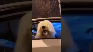 Hilarious and Cute Dogs That will Make You Smile ❤️ #doglover #pets #animals #shorts