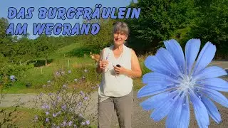 Wegwarte - Die blaue Heil- und Küchenpflanze